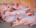 Свиньям угрожает африканская чума