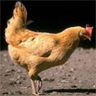 В Казахстане курица из России снесла яйцо, побив рекорд книги Гиннеса