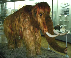 В музее Салехарда выставят тушу ямальского мамонтенка Любы