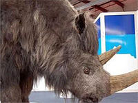 Находка года – череп шерстистого носорога