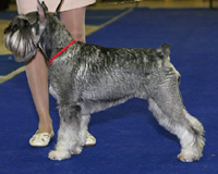 Тольяттинский шнауцер стал лучшей собакой 2009 года