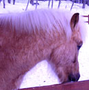 В Самарской области под лед ушли две лошади, животные погибли