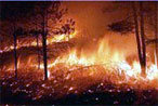 Выгорело 4,5 гектаров леса