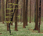 Весной засеют больше тысячи гектаров леса