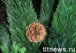 Новогодняя елка будет стоить около 300 рублей