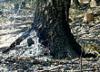 В Тольятти оценили ущерб от лесных пожаров