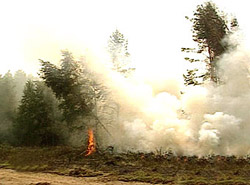 В Сибири сократилось число лесных пожаров
