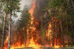 В штате Техас лесные пожары уничтожили более тысячи домов