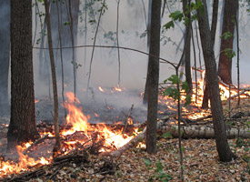 В Самарской области горела трава и низовой лес