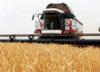 В Самарской области собрано более 2 миллионов тонн зерна