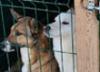 В бюджете Тольятти хотят предусмотреть средства на поддержку приютов для бездомных животных