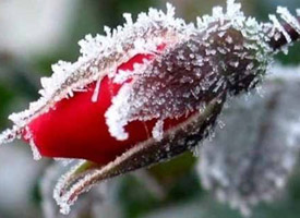 В Томской области ожидаются заморозки до –1°С