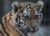 Владимир Путин: "Популяция тигров в мире за последние 12 лет увеличилась на 40%"