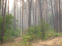 Мэрия Тольятти предупреждает горожан, намеревающихся проникнуть в лес