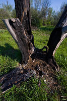 В Тольятти придется спилить более 2-х тысяч опасных деревьев