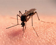 В Москве в 6 из 11 зон купания найдены личинки малярийных комаров